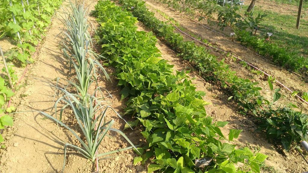 Agriturismo Cascina Knec Feisoglio Ngoại thất bức ảnh